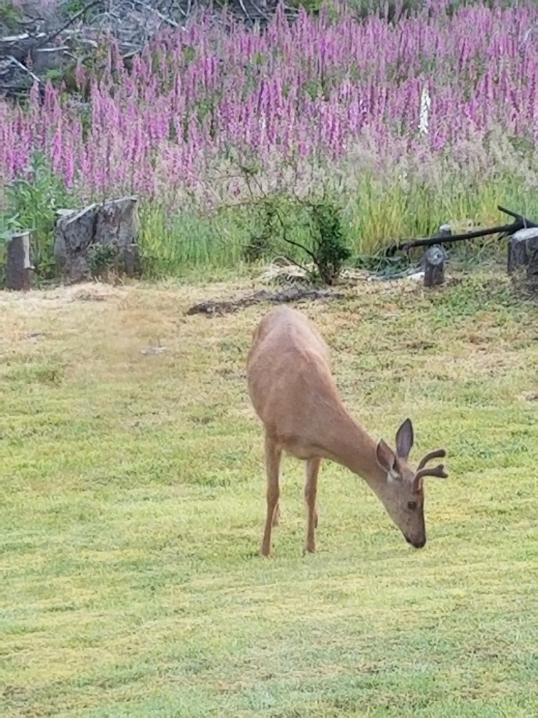 IMG_20220627_083941.jpg