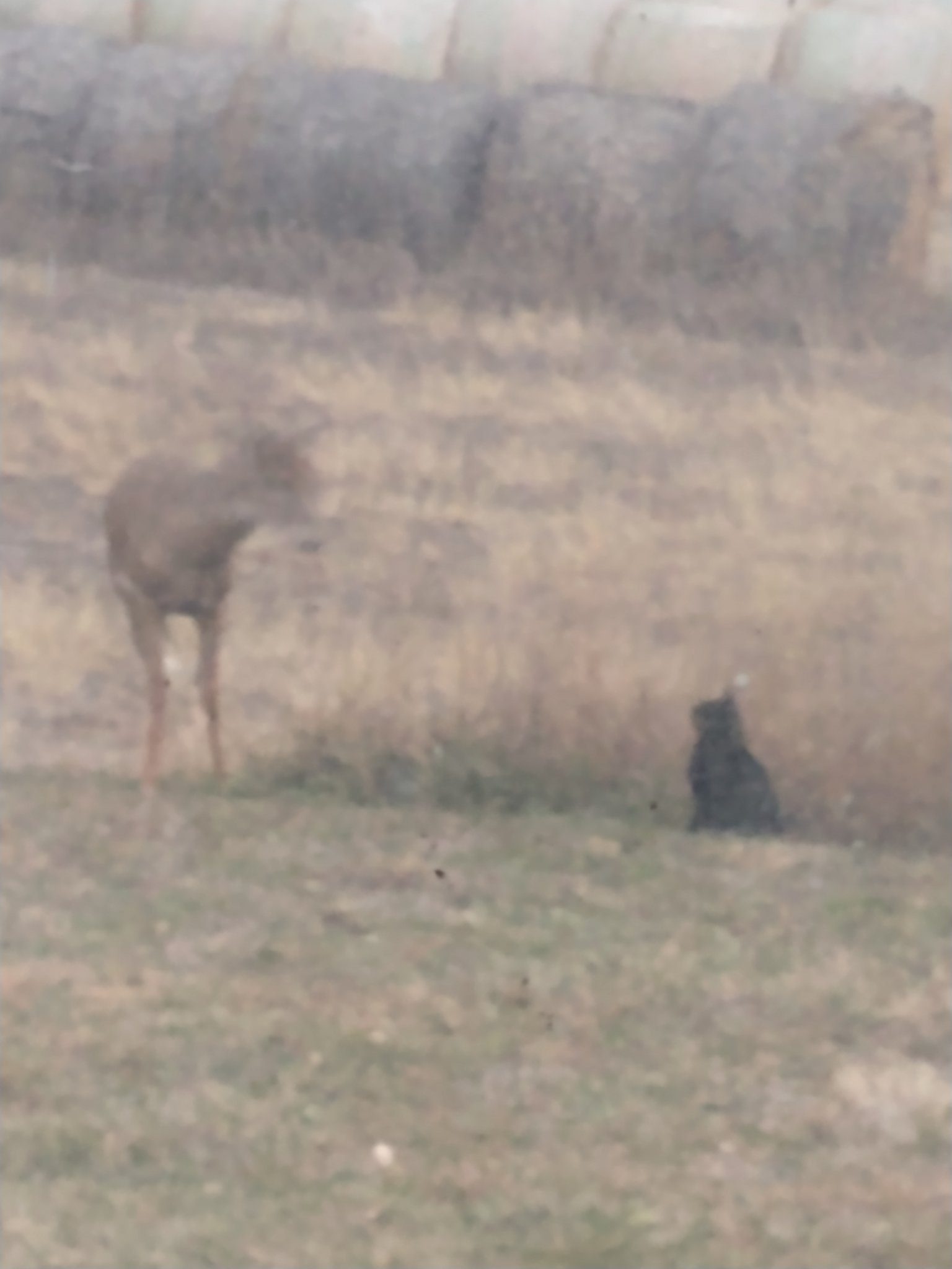 IMG_20221108_061507623.jpg