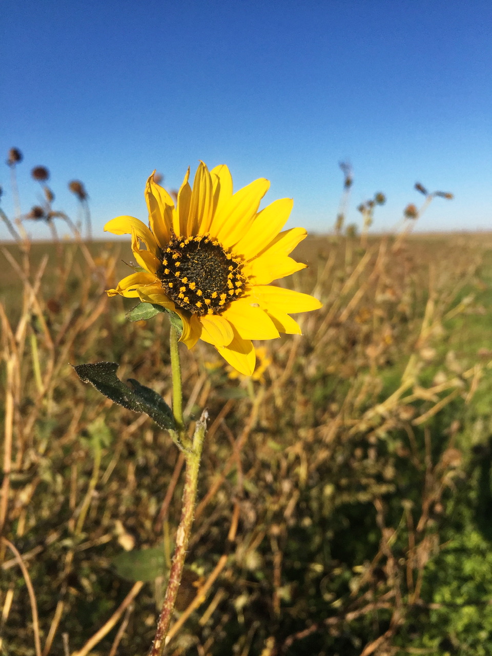 IMG_2232_DxO.jpeg