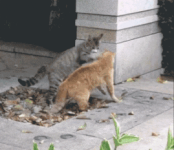 IMG_2856.gif