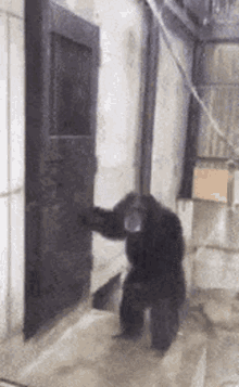 IMG_2912.gif