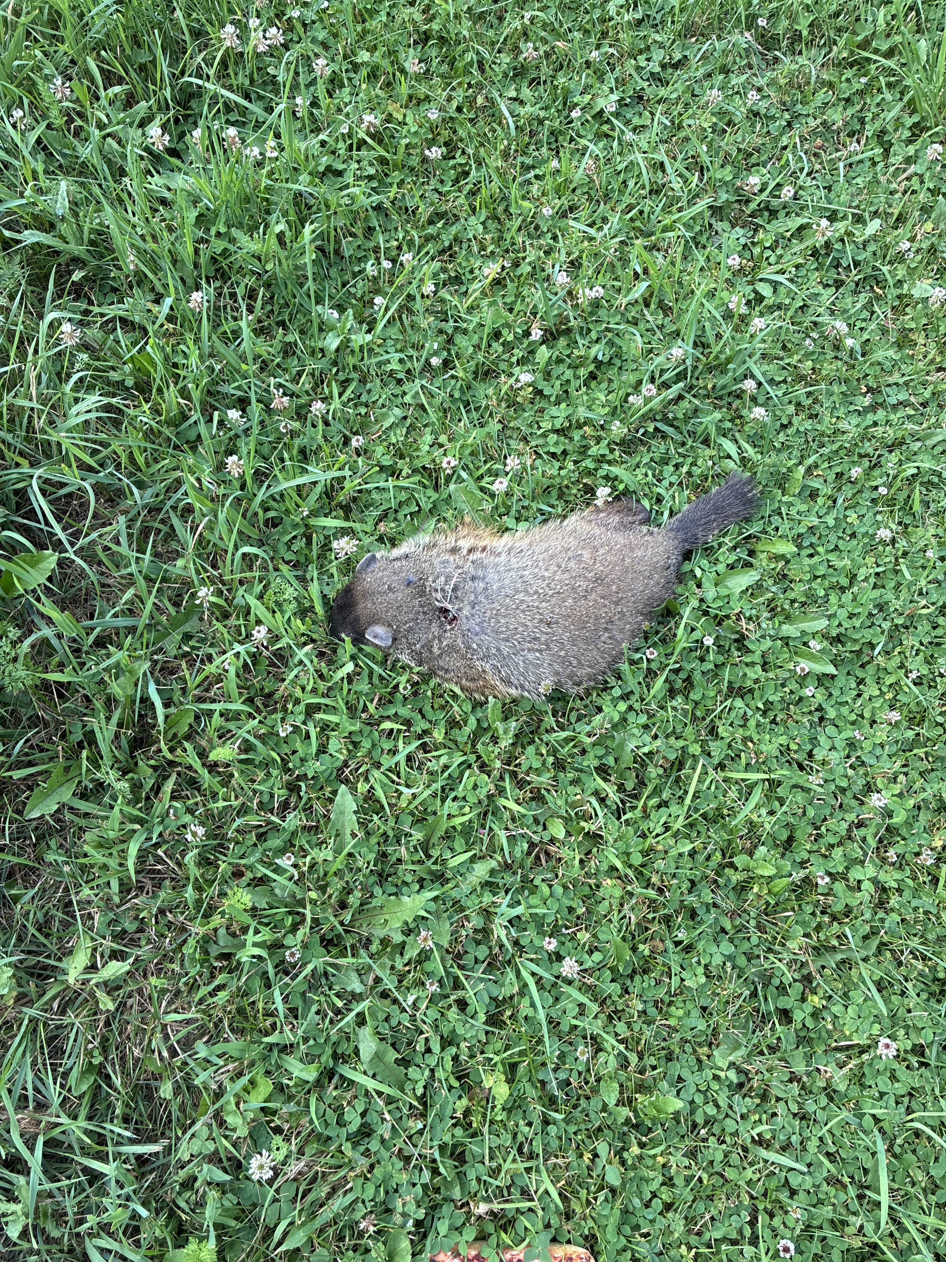 IMG_3165.jpeg
