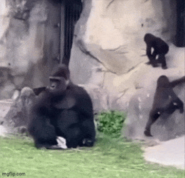 IMG_3920.gif
