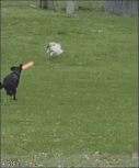 IMG_4062.GIF