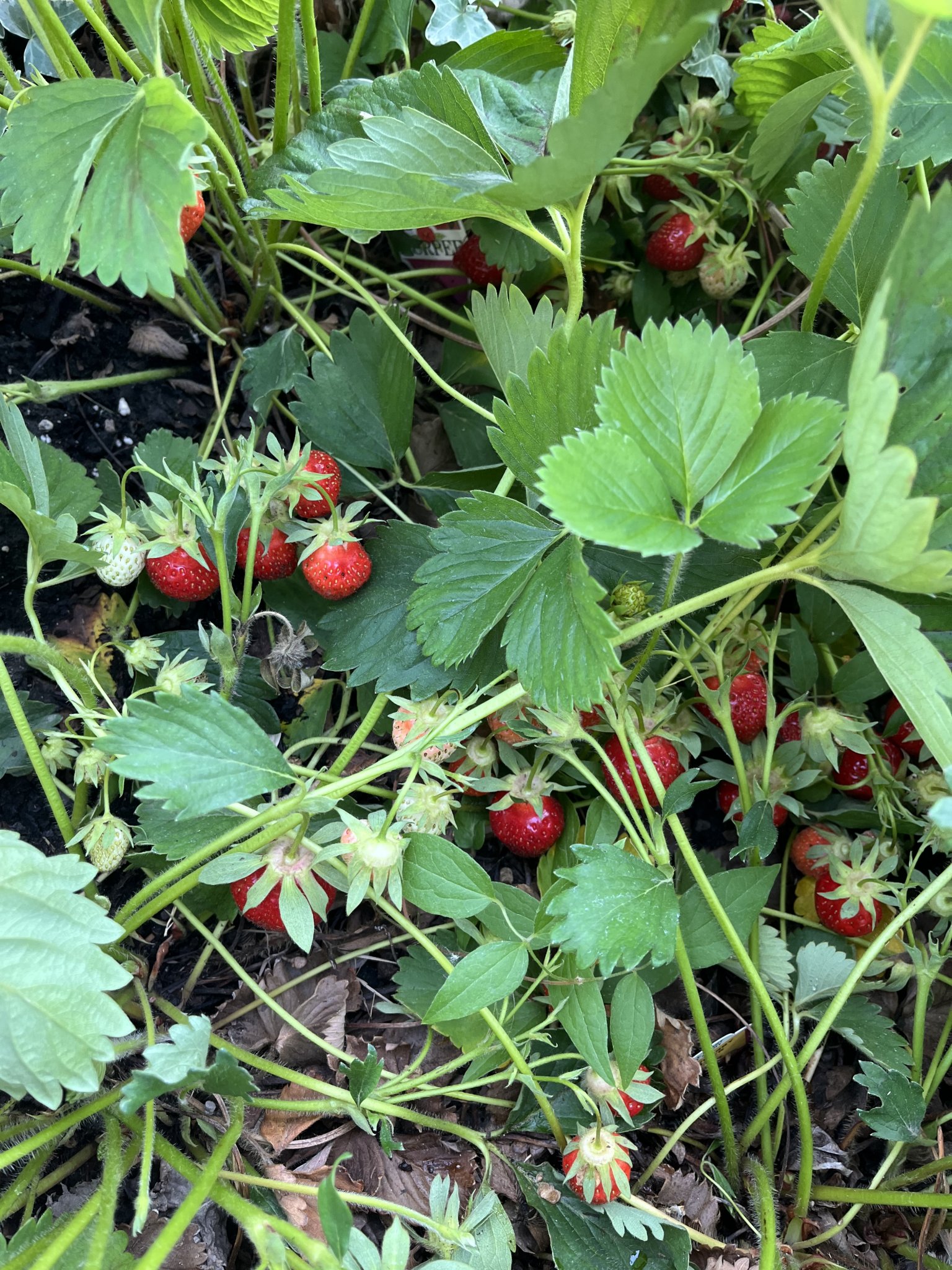 IMG_4092.jpeg
