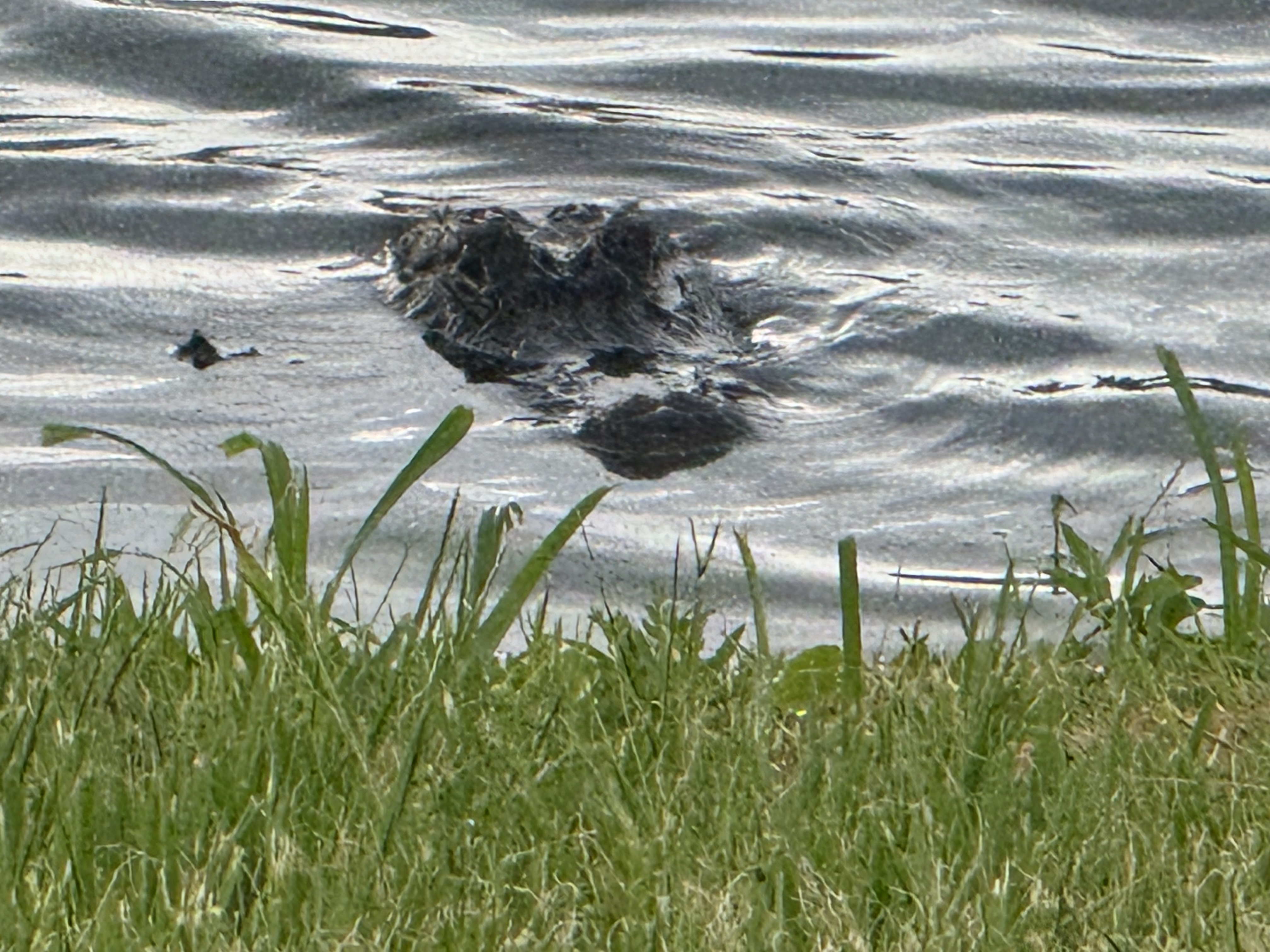 IMG_4257.jpeg