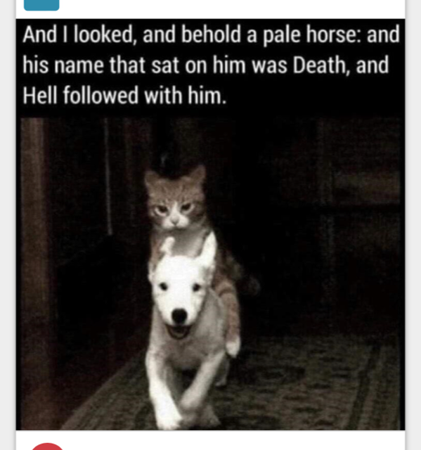 IMG_4375.png