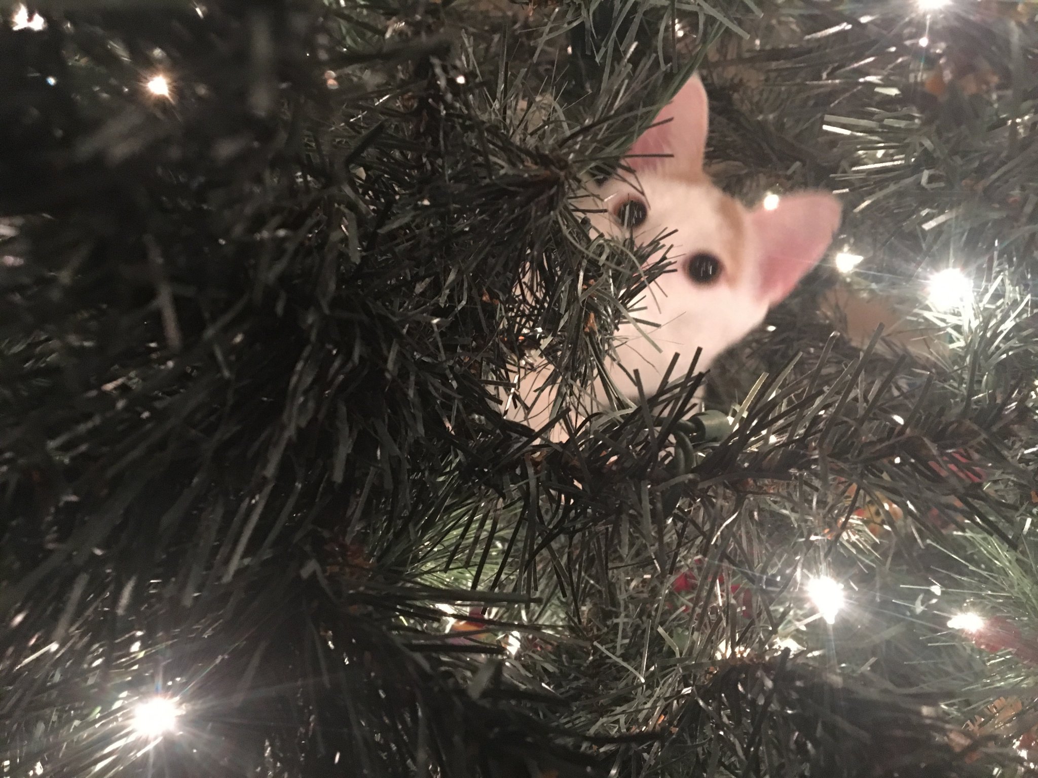 IMG_4617.jpeg