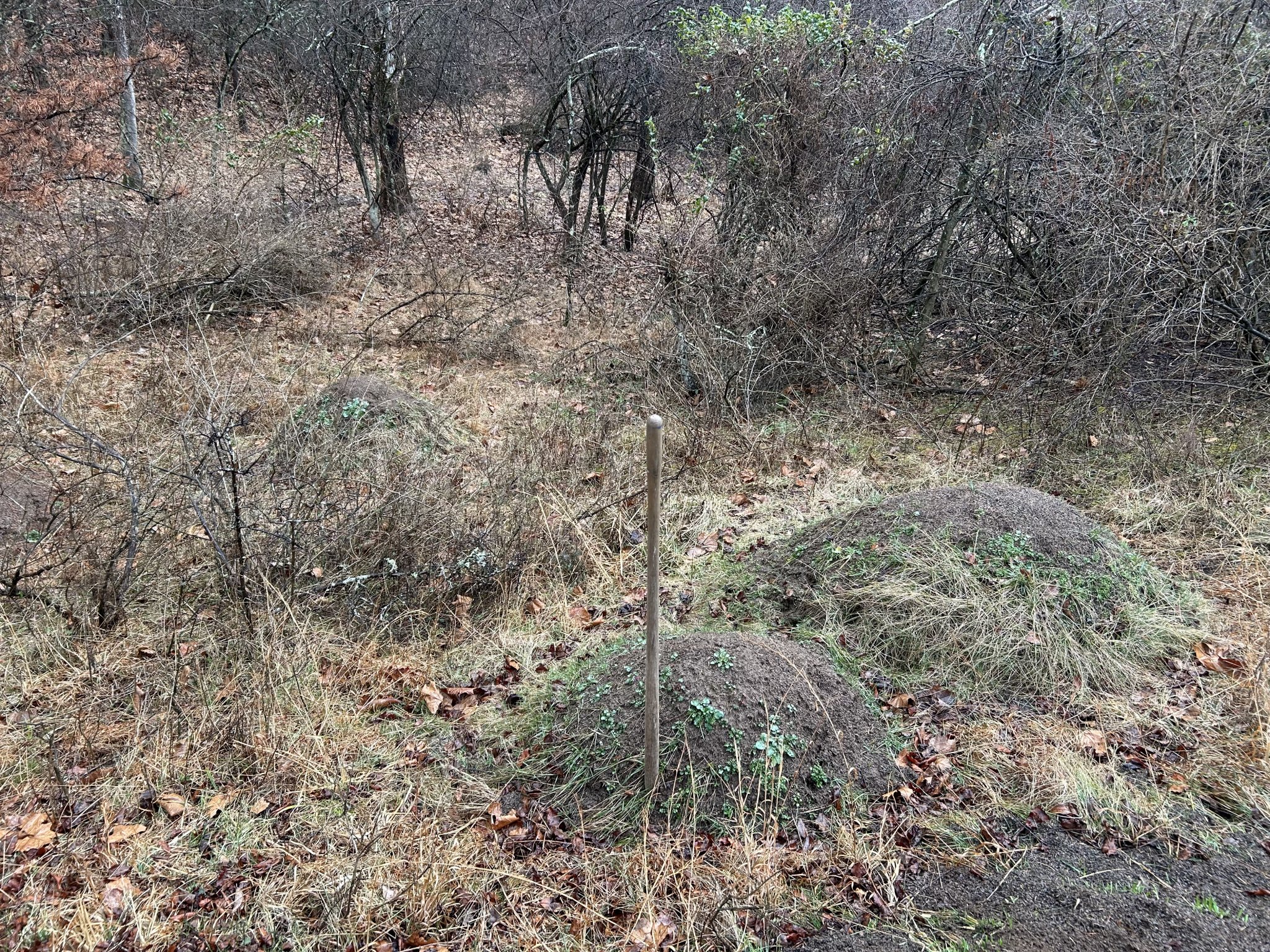 IMG_4620.jpeg