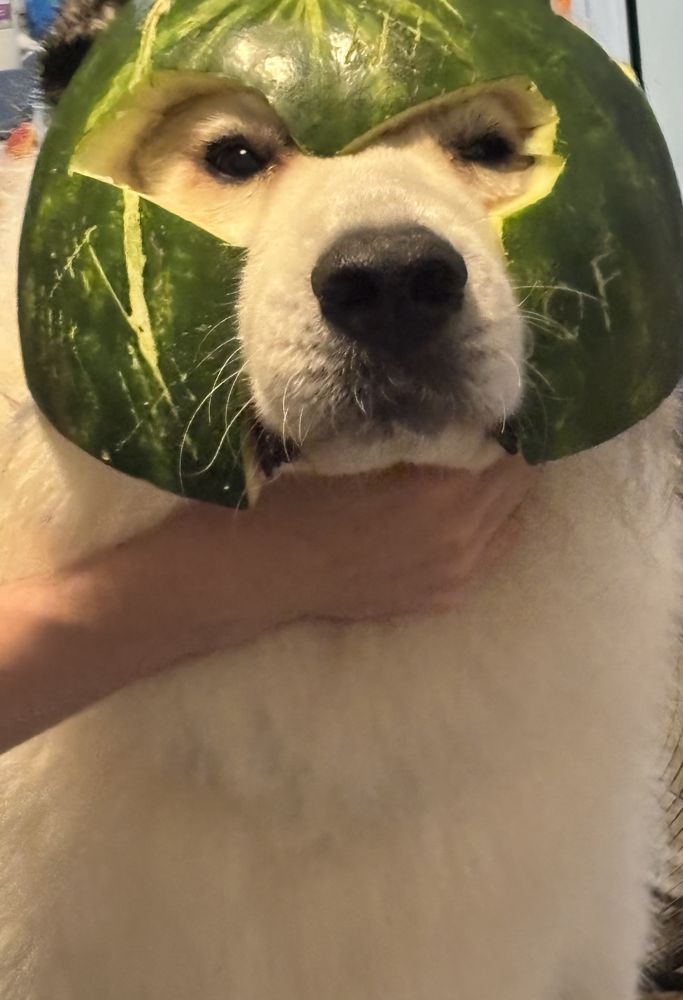 IMG_4777.jpeg