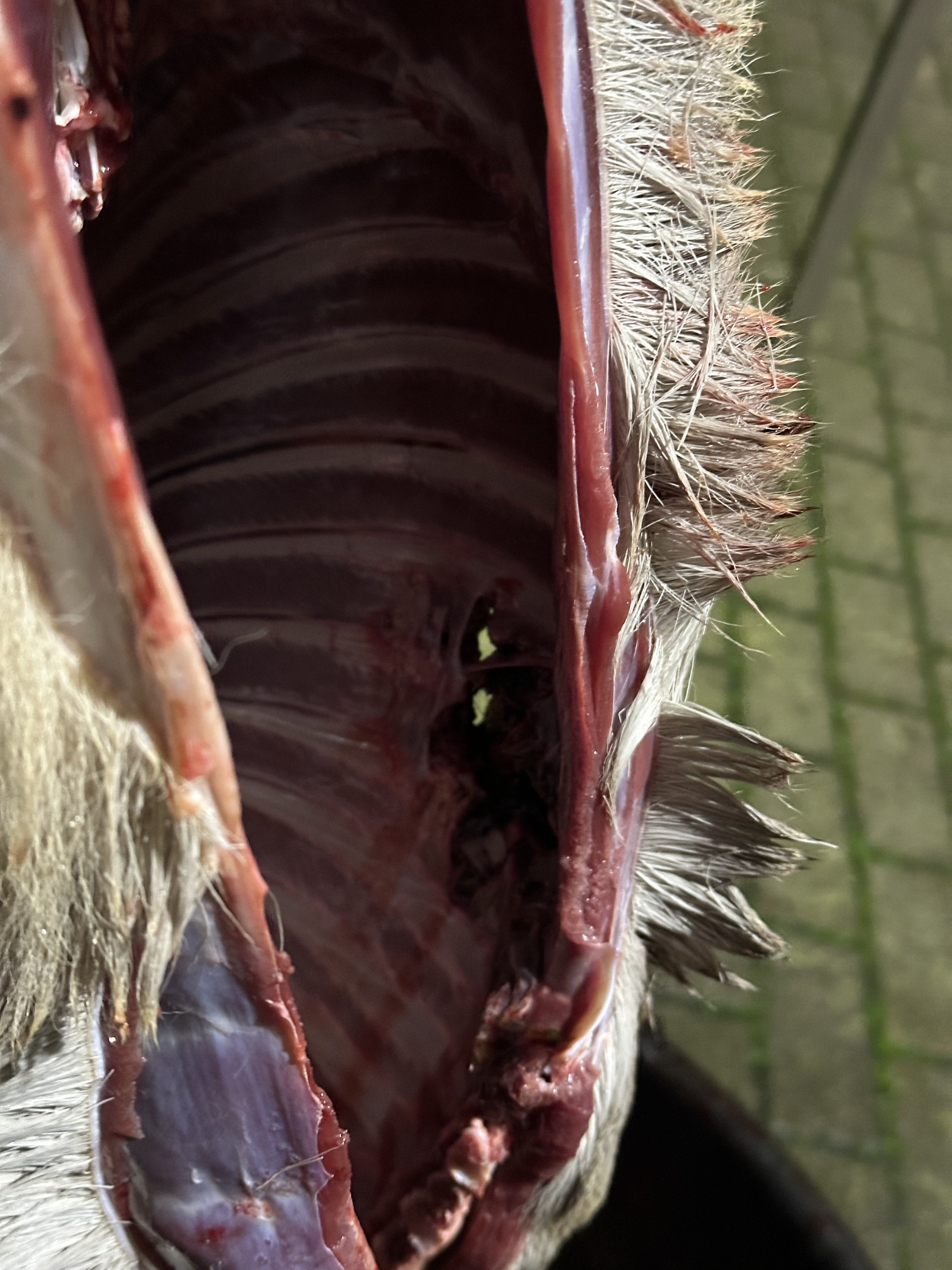 IMG_4904.jpeg