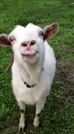 IMG_5061.gif