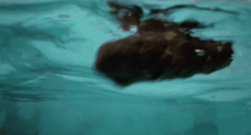 IMG_5431.gif