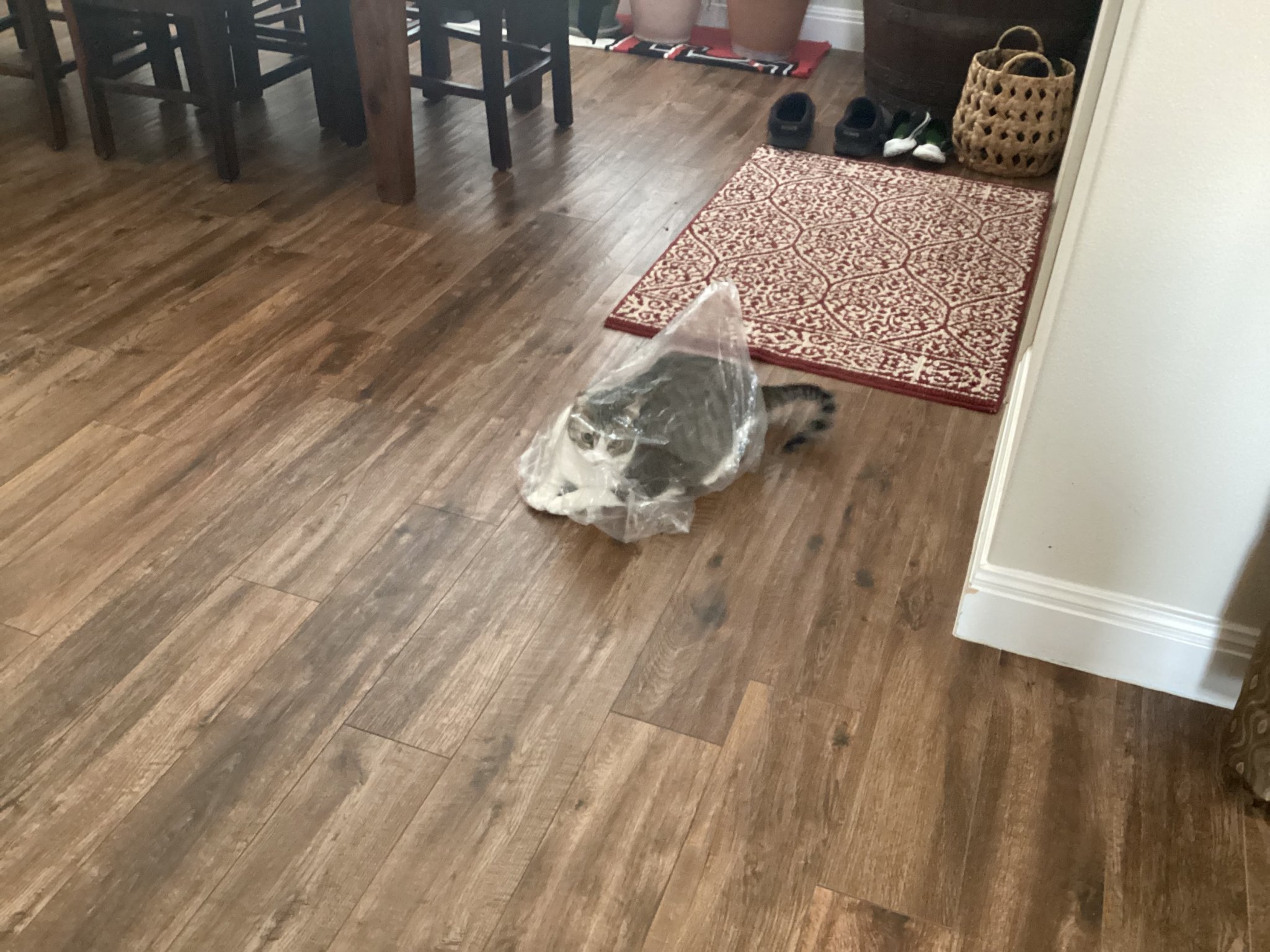 IMG_5753.jpeg