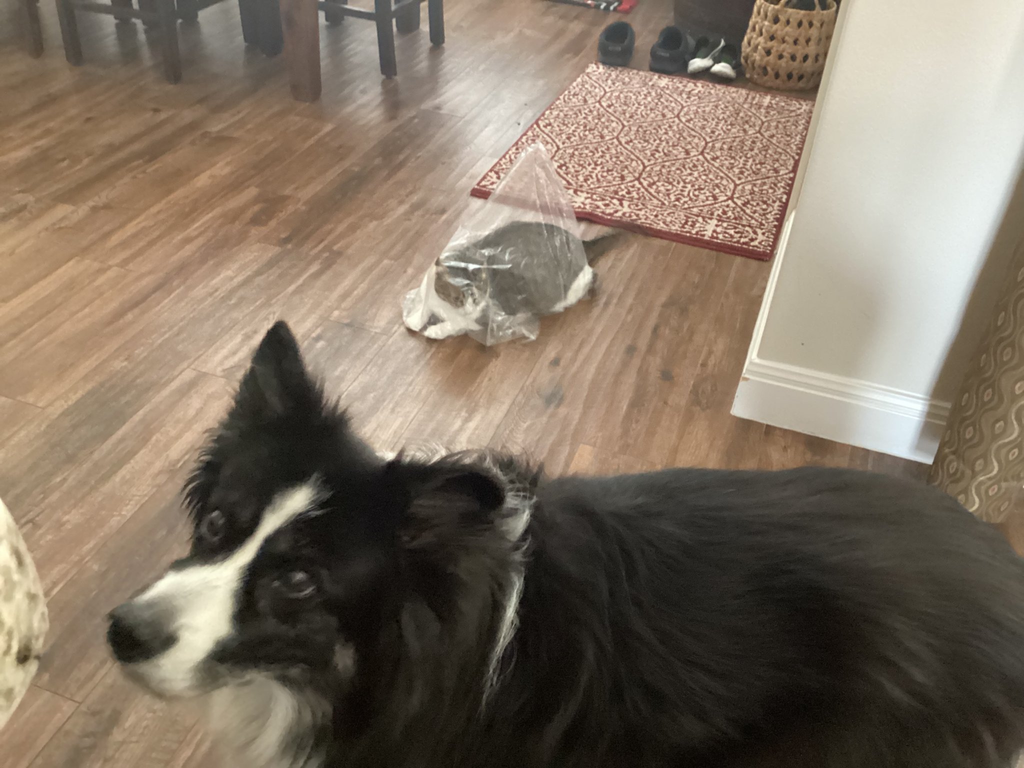 IMG_5754.jpeg