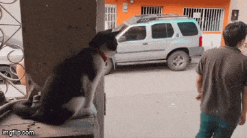 IMG_5914.gif