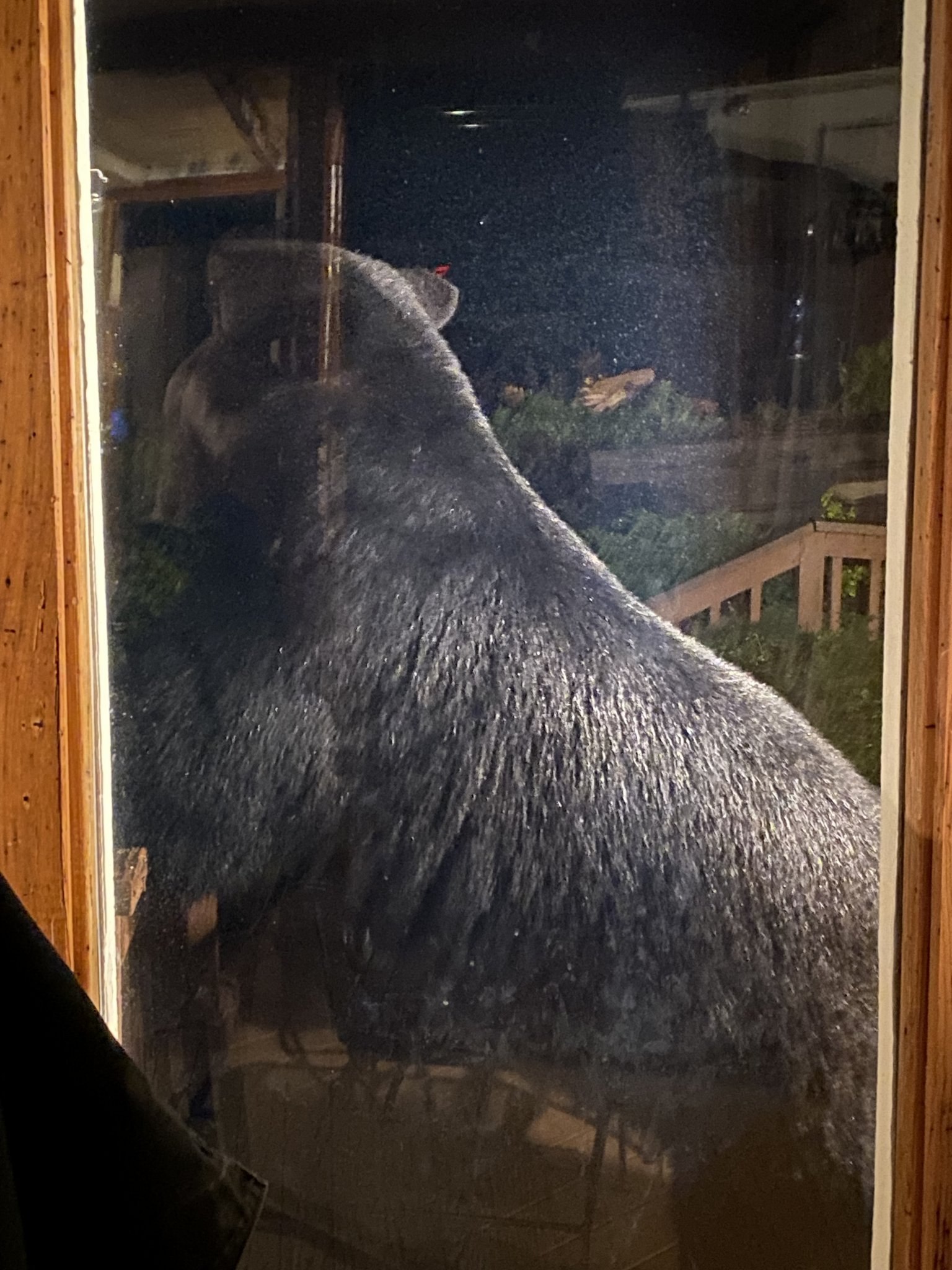 IMG_6316.jpeg