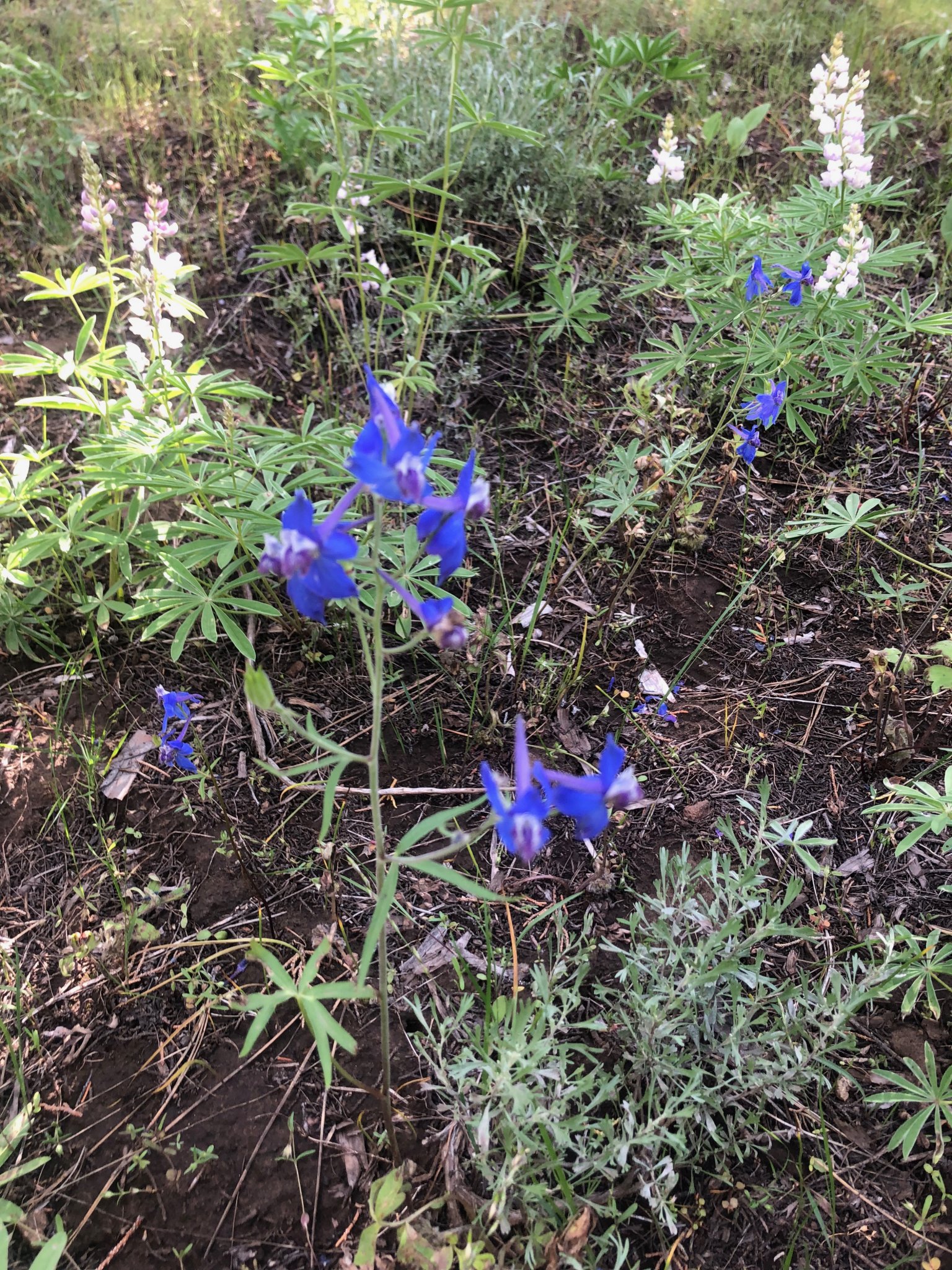 IMG_6980.jpg