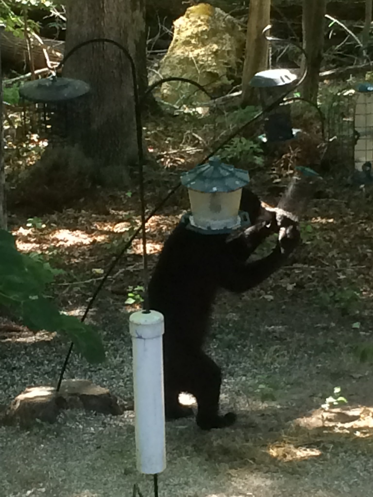 IMG_7185.jpeg