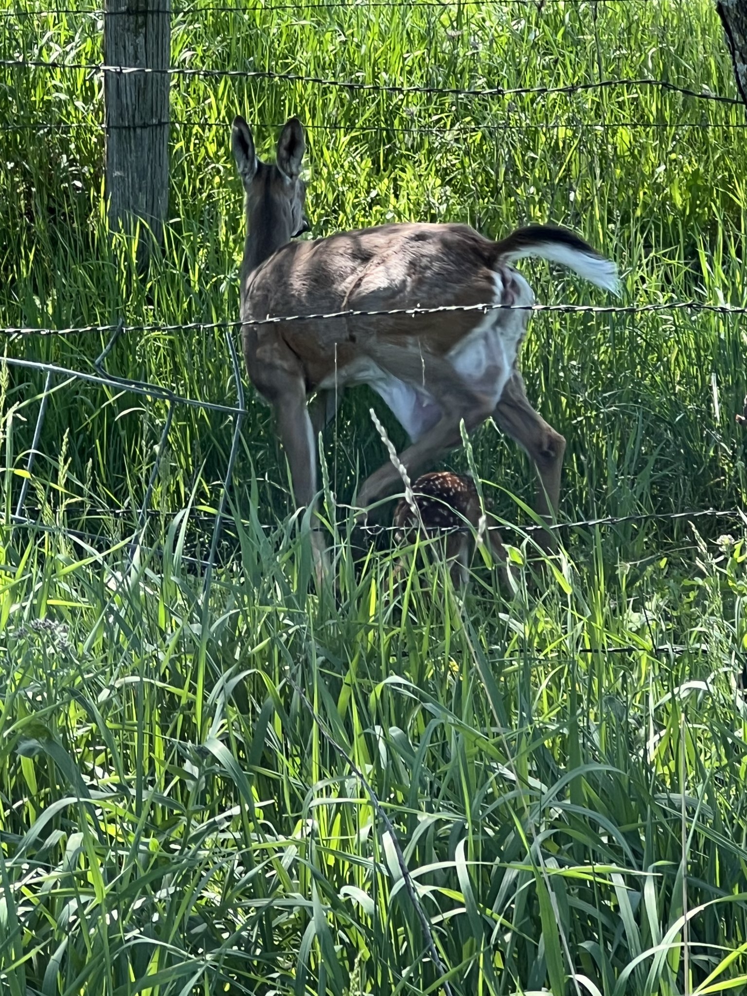 IMG_8374.jpeg