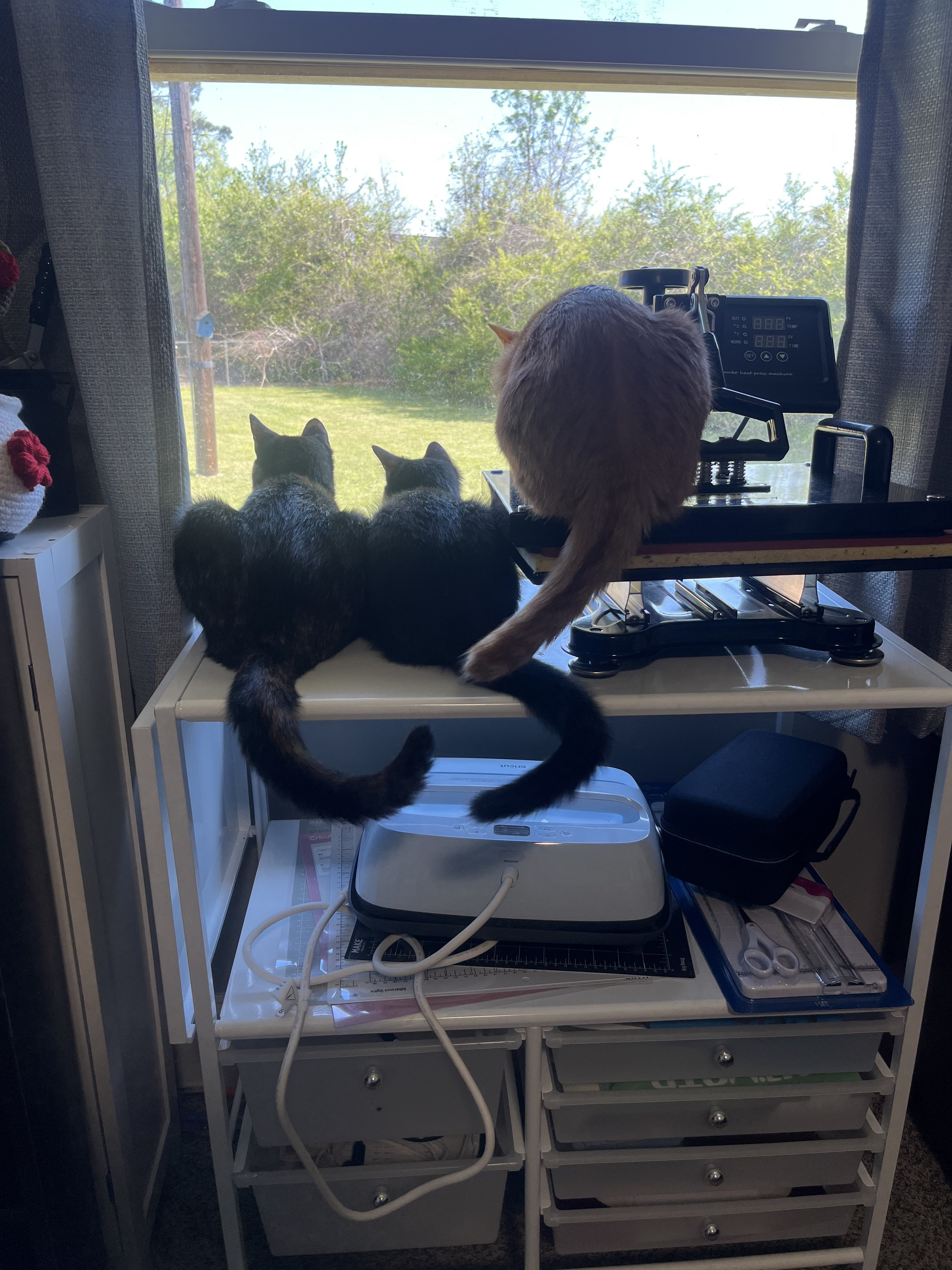 IMG_8584.jpeg