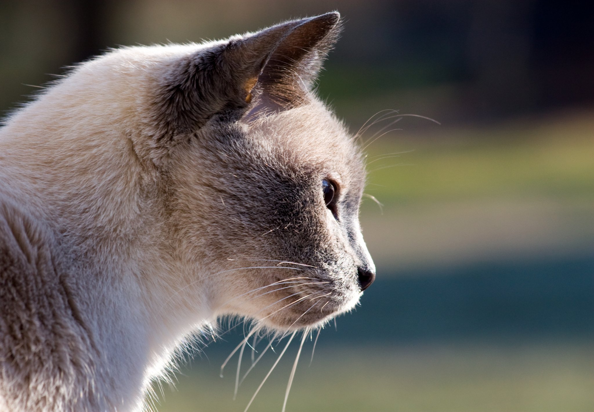 IMG_9265- Blue the Siamese Cat.JPG