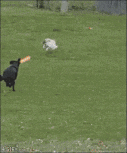 IMG_9315.gif