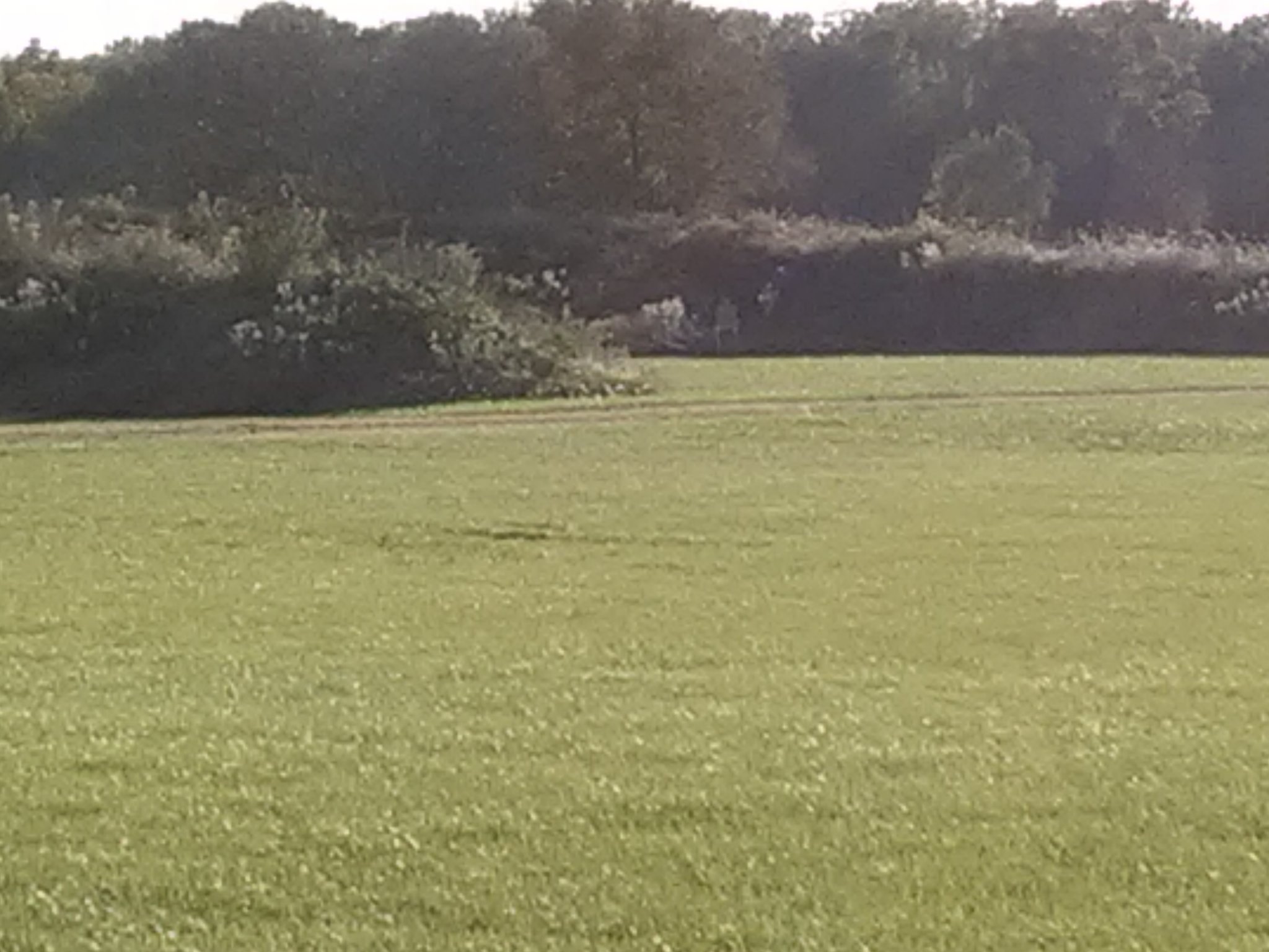 IPSC at 160 yds from firing line.jpg