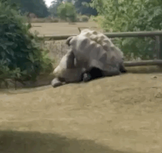 is-this-thing-on-these-animals-are-not-working-properly-20-gifs-4.gif