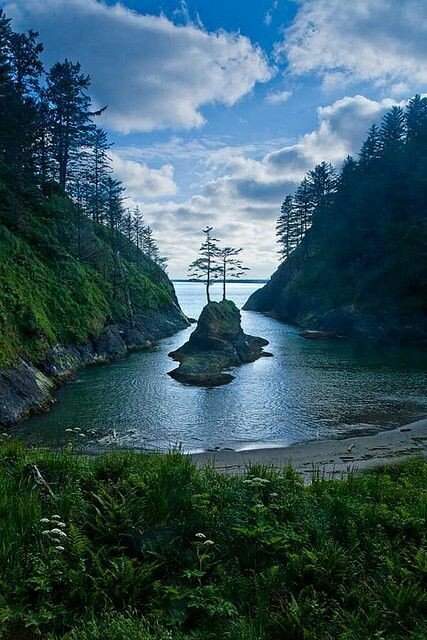 island tree.jpeg
