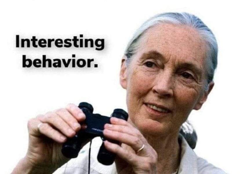 Jane-goodall-fascinating-behavior.jpg