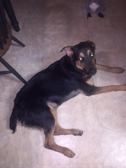 Jaxx1.JPG