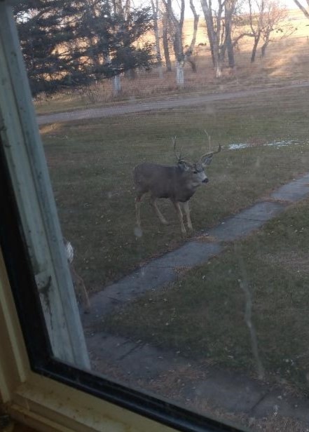 jimmy mgt buck 2 (2).jpg