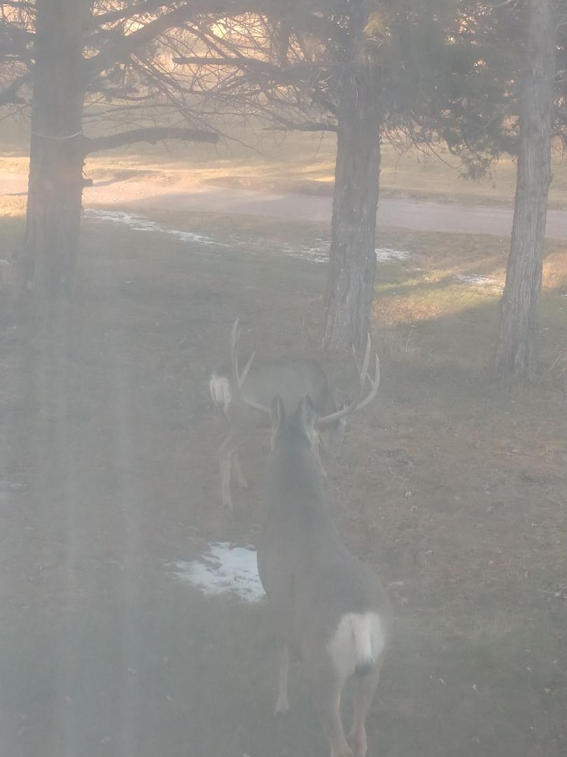 jimmy mgt buck.jpg