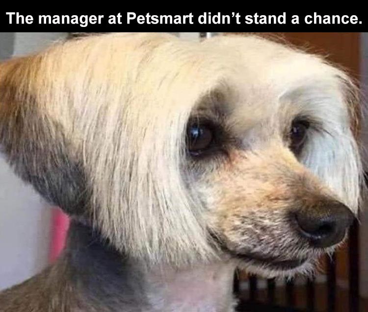 Karendog.jpeg
