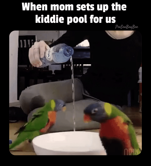 kiddiepool.gif