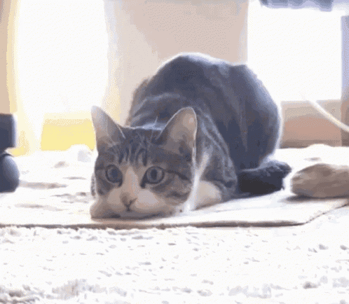 Kitty.gif