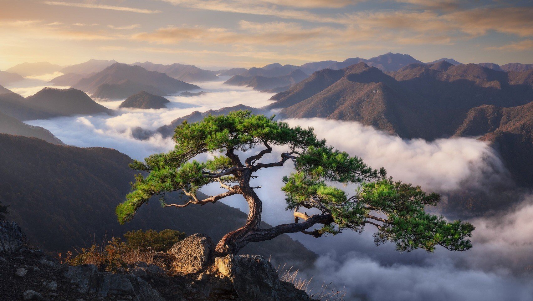korean pine.jpeg