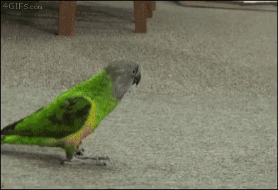 L3VUGqs.gif