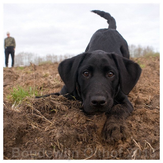 lab pup.jpeg