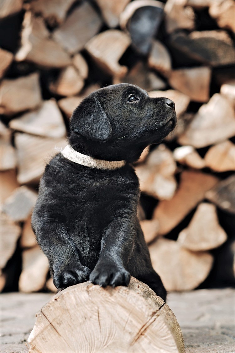 lab pup.jpg
