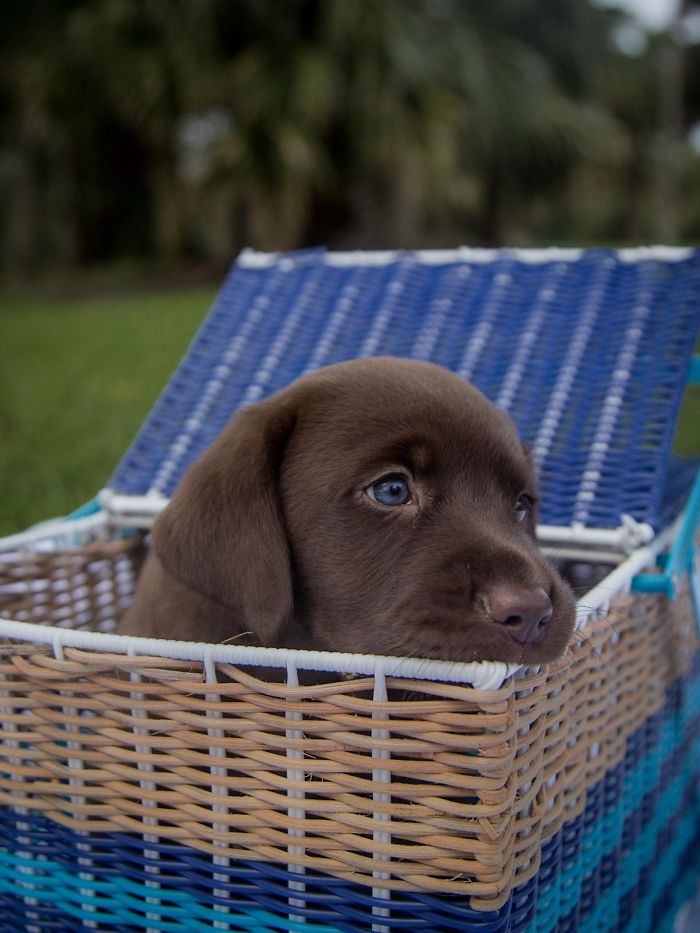 lab pup.png