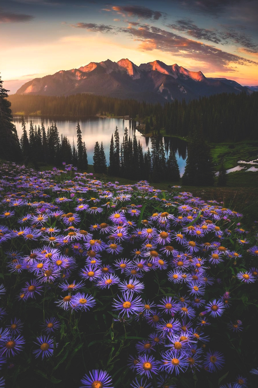 lake flowers.jpeg