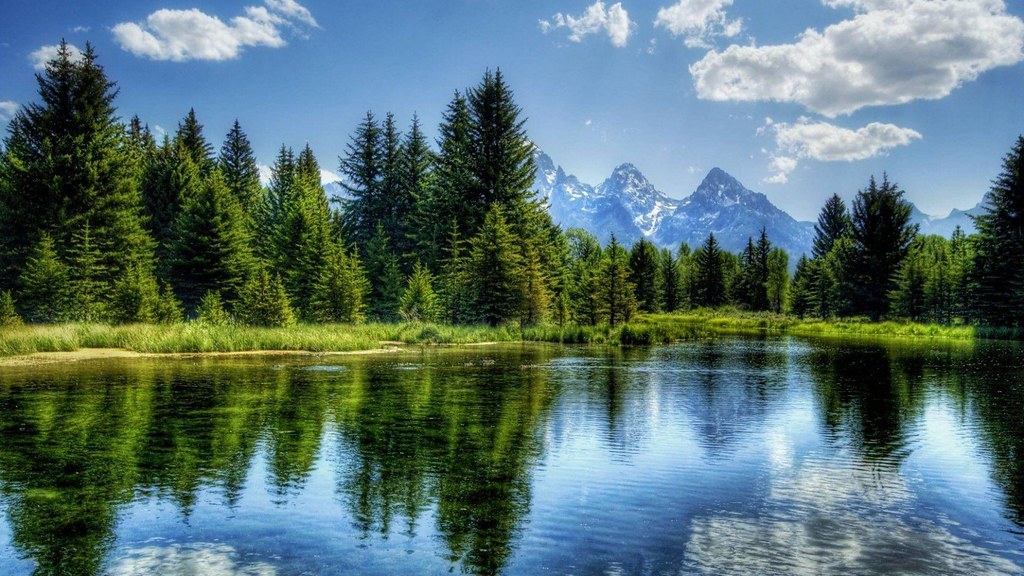 lake trees.jpg