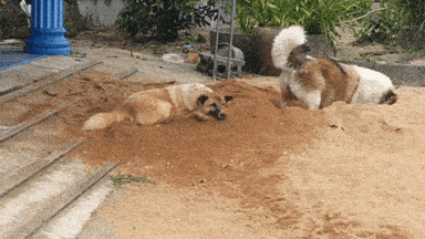 large.gif