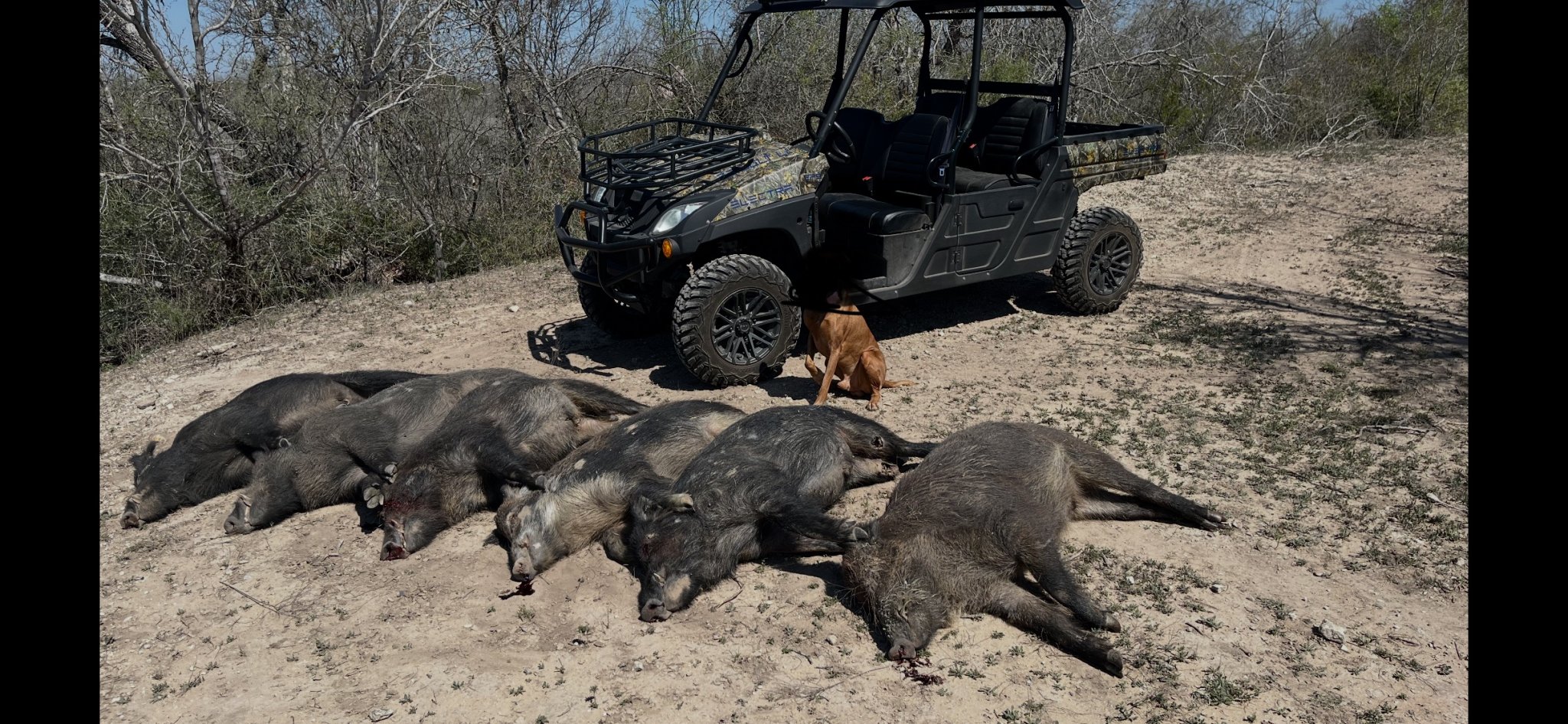 largishhogs.jpg