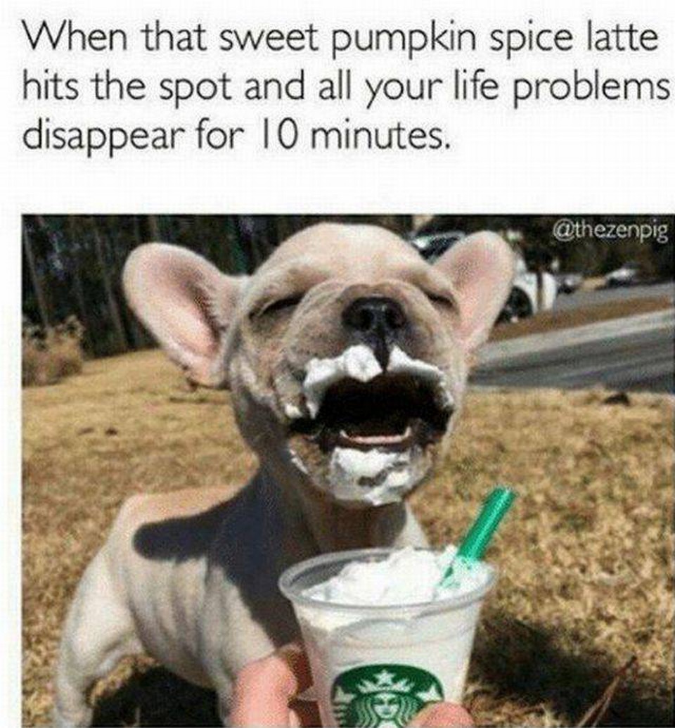 latte dog.jpeg