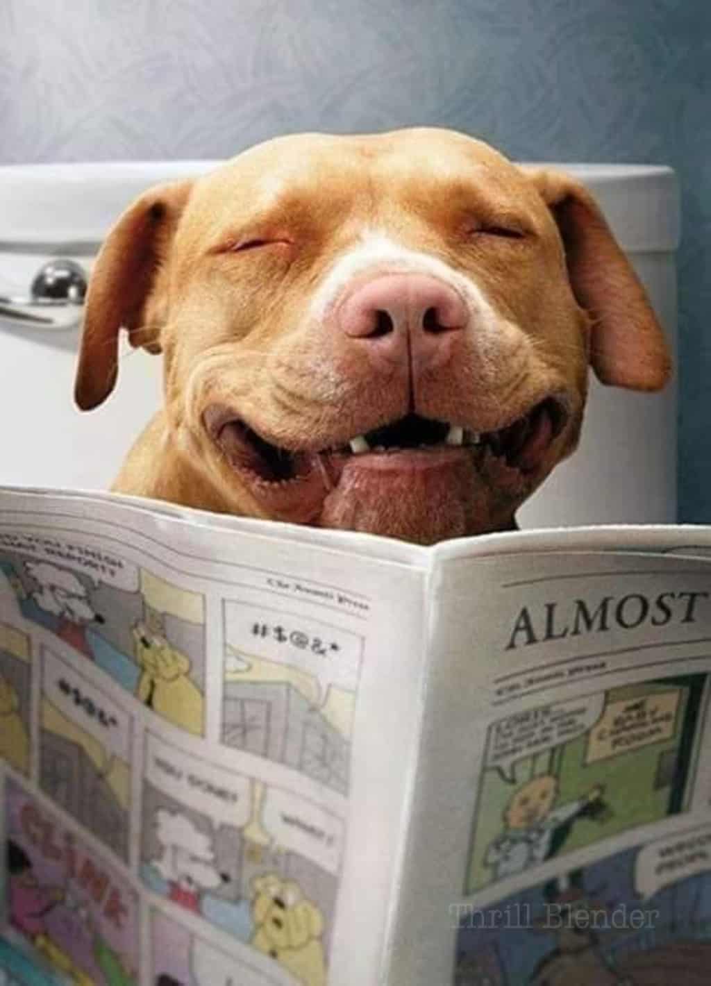 laugh dog.jpeg