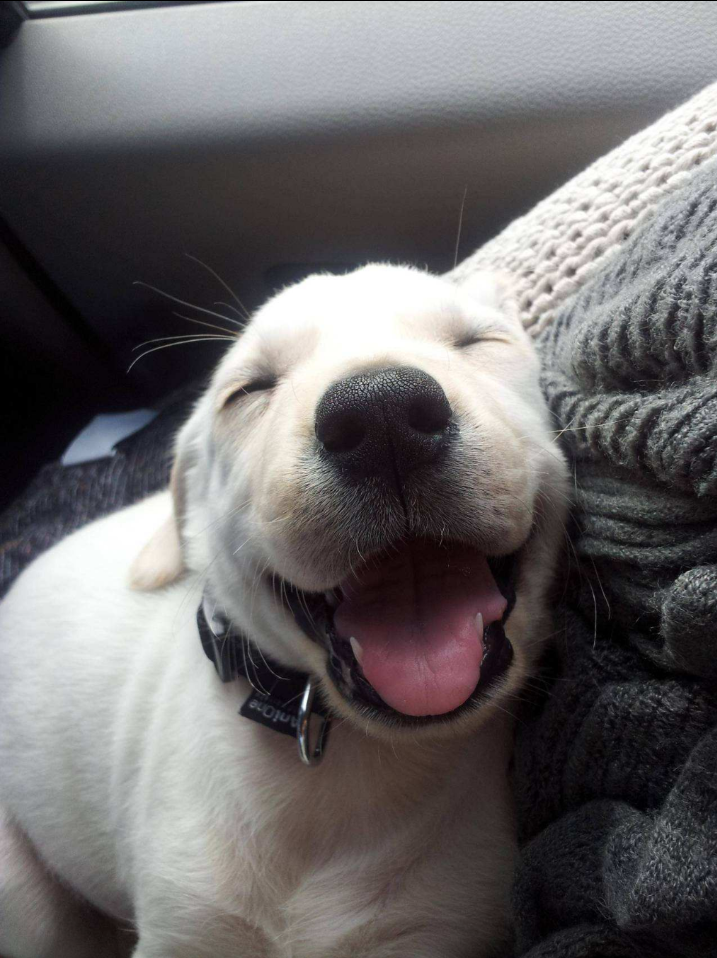 laughing dog.png