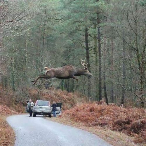 leaping deer.jpg